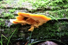 Pycnoporellus fulgens