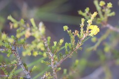 Acacia galioides