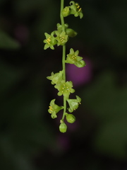 Dioscorea bryoniifolia