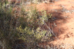 Acacia galioides