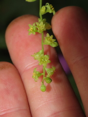 Dioscorea bryoniifolia