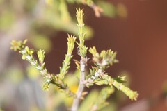 Acacia galioides
