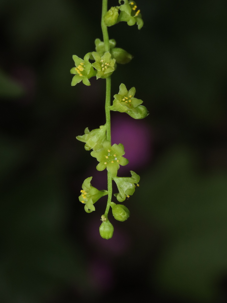 true yams (Dioscoreaceae) - Botanical Realm