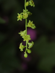 Dioscorea bryoniifolia