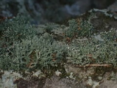 Ramalina intermedia