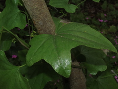 Dioscorea bryoniifolia