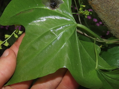 Dioscorea bryoniifolia