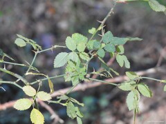 Rosa rubiginosa