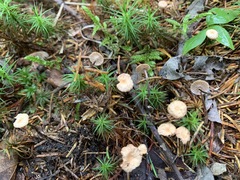 Paragymnopus perforans