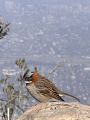 Zonotrichia capensis chilensis