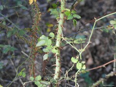 Rosa rubiginosa