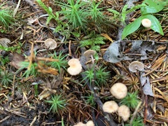 Paragymnopus perforans