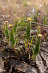 Podotheca angustifolia