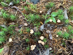 Paragymnopus perforans