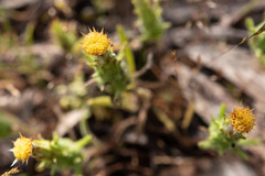Podotheca angustifolia