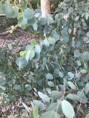 Eucalyptus polyanthemos