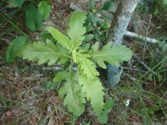 Aureolaria grandiflora