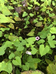 Ipomoea × leucantha