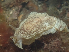 Pleurobranchaea maculata