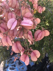 Koelreuteria bipinnata