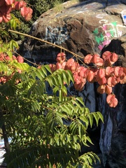 Koelreuteria bipinnata