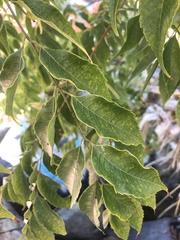 Koelreuteria bipinnata