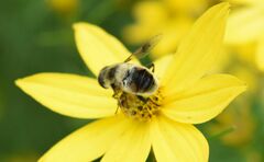 Eristalis anthophorina