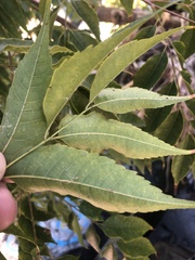 Koelreuteria bipinnata