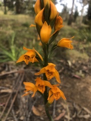 Chloraea chrysantha