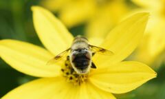 Eristalis anthophorina