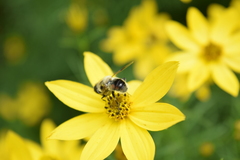 Eristalis anthophorina