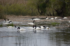 Cygnus melancoryphus
