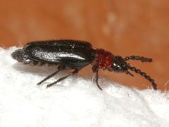 Ditemnus latilobus