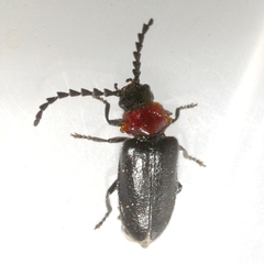 Ditemnus latilobus