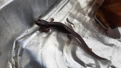 Aneides lugubris