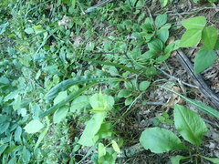 Liatris aspera