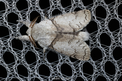 Calliteara diplozona