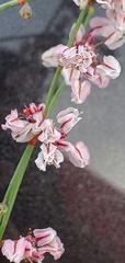 Eriogonum deflexum
