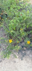 Bidens bicolor