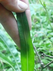 Liatris aspera
