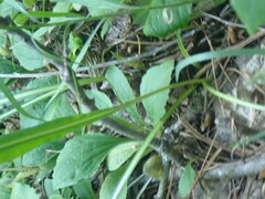 Liatris aspera