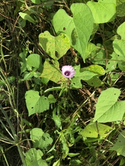 Ipomoea × leucantha