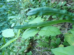 Liatris aspera