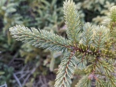 Picea mariana