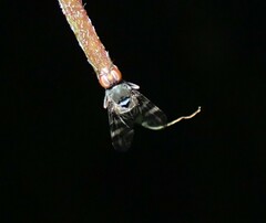 Ulidiidae