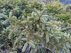 Picea mariana