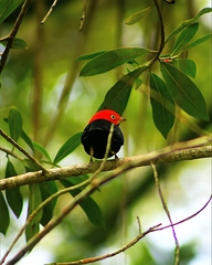 Ceratopipra mentalis