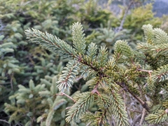Picea mariana