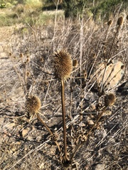 Dipsacus sativus