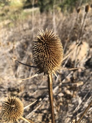 Dipsacus sativus